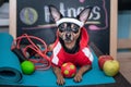 Dog personal trainer concept . Fitness and healthy lifestyle for pet. Dog Ã¢â¬â¹Ã¢â¬â¹in sportswear